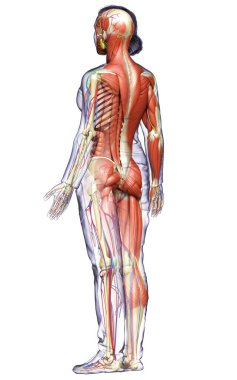 3D, tıbbi olarak kadın anatomisini doğruluyor.