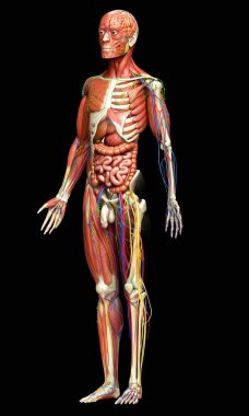 3D, tıbbi olarak erkek anatomisini doğruluyor.