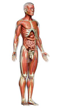3D, tıbbi olarak erkek anatomisini doğruluyor.