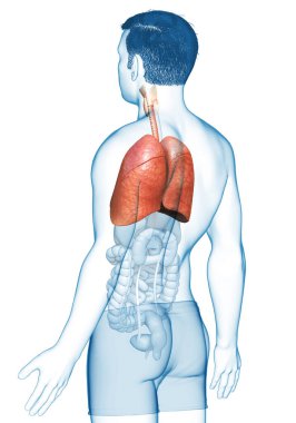 Erkek akciğer anatomisinin 3 boyutlu, tıbben doğru bir örneği.