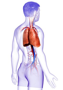 Erkek akciğer anatomisinin 3 boyutlu, tıbben doğru bir örneği.