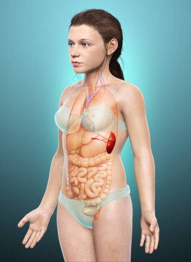 3 boyutlu, tıbbi olarak genç bir kızın Dalak Anatomisi 'ne ait.