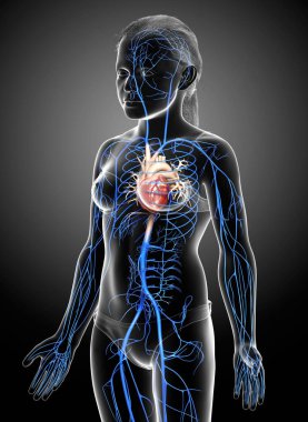 3D, genç kız damar anatomisini tıbben doğru göstermiştir.