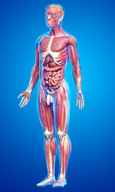 3D, tıbbi olarak erkek anatomisini doğruluyor.