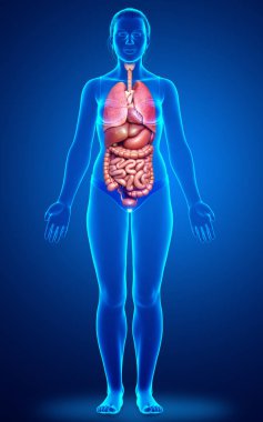 3D tıbbi olarak kadın iç organlarının doğru çizimi 