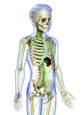 3D, genç bir çocuğun lenfatik sisteminin tıbben doğru bir çizimi.