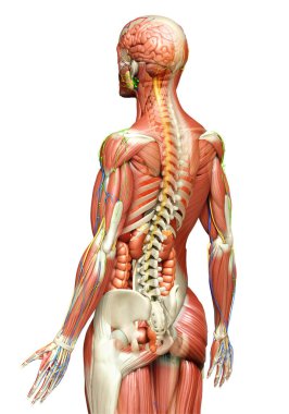 3D, tıbbi olarak kadın anatomisini doğruluyor.