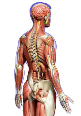 3D, tıbbi olarak erkek anatomisini doğruluyor.