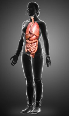 3D tıbbi olarak kadın iç organlarının doğru çizimi 