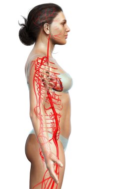 Dişi atardamarların tıbben doğru çizimi 3D