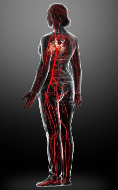 Dişi atardamarların tıbben doğru çizimi 3D