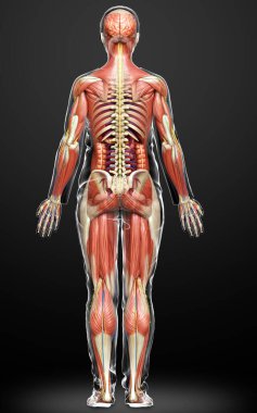 3D, tıbbi olarak kadın anatomisini doğruluyor.