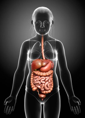 3D, genç kızın sindirim sisteminin tıbben doğru bir örneğidir.