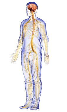 3D, bir erkek sinir sisteminin tıbbi olarak doğru bir gösterimi.