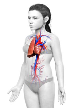 3 boyutlu, tıbbi olarak genç bir kızın akciğer anatomisini gösteriyor.