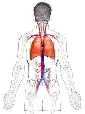 Erkek akciğer anatomisinin 3 boyutlu, tıbben doğru bir örneği.