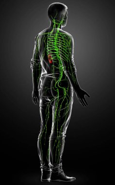 3D, erkek lenf sisteminin tıbben doğru bir çizimi.