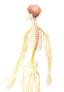 3D, sinir sisteminin tıbbi olarak doğru bir gösterimi.
