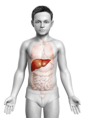 3 boyutlu, tıbben doğru genç bir çocuğun karaciğer anatomisi.