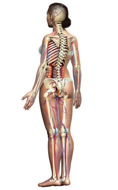 3D, kadın iç organlarının, iskeletinin ve dolaşım sisteminin tıbben doğru bir çizimi.