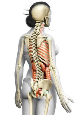 3D, kadın iç organlarının ve iskelet sisteminin tıbben doğru bir gösterimi.