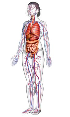 3D, kadın iç organlarının ve dolaşım sisteminin tıbben doğru bir çizimi.