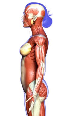 3D, kadın kas sisteminin tıbben doğru bir göstergesi.