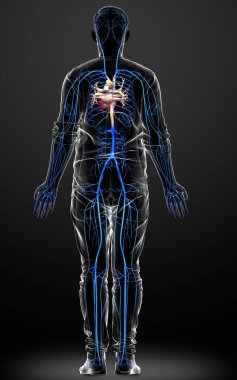 3D, erkek damar anatomisini tıbben doğru gösteriyor.