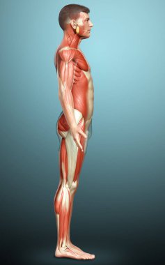3D, erkek kas sisteminin tıbben doğru bir gösterimi.