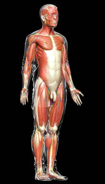 3D, erkek kas sisteminin tıbben doğru bir gösterimi.