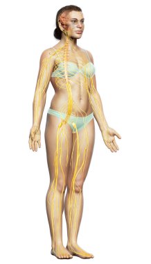 3D, tıbbi olarak bir kadın sinir sisteminin doğru bir örneği.