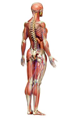 3D, tıbbi olarak kadın anatomisini doğruluyor.