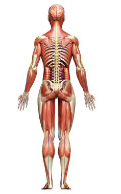 3D, tıbbi olarak erkek anatomisini doğruluyor.