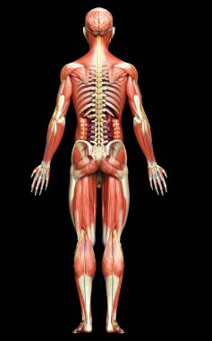 3D, tıbbi olarak erkek anatomisini doğruluyor.