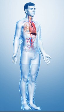 Erkek akciğer anatomisinin 3 boyutlu, tıbben doğru bir örneği.