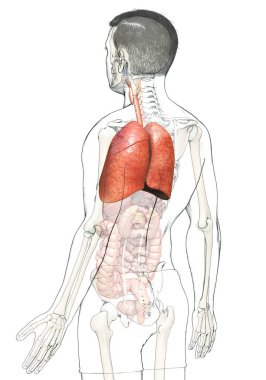 Erkek akciğer anatomisinin 3 boyutlu, tıbben doğru bir örneği.