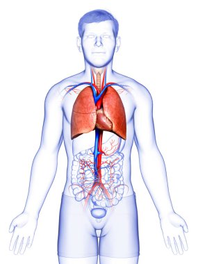 Erkek akciğer anatomisinin 3 boyutlu, tıbben doğru bir örneği.