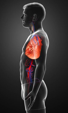 Erkek akciğer anatomisinin 3 boyutlu, tıbben doğru bir örneği.