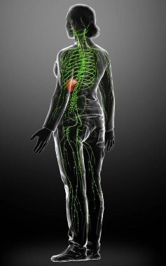 3D, tıbbi olarak bir kadın lenf sisteminin doğru bir çizimi.