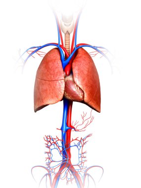 3D üretilmiş, akciğer anatomisinin tıbben doğru bir örneği.