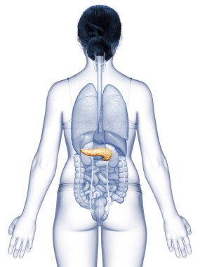3D üretilmiş, tıbben doğru bir kadın pankreası.