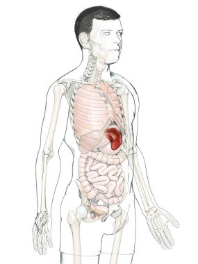 3D üretilmiş, tıbbi açıdan doğru bir erkek dalak anatomisi.
