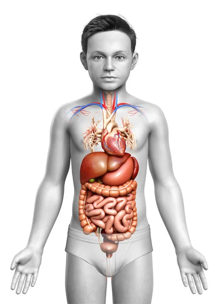 Gjorde Medicinskt Korrekt Illustration Pojke Matsmältningssystemet Och Hjärta — Stockfoto