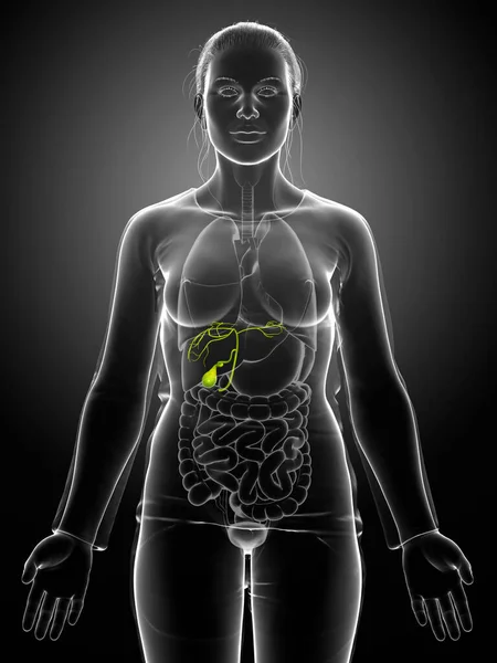 Renderowane Medycznie Dokładna Ilustracja Żeńskich Narządów Pęcherzyka Żółciowego Anatomia — Zdjęcie stockowe