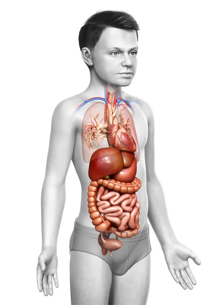 Gjorde Medicinskt Korrekt Illustration Pojke Matsmältningssystemet Och Hjärta — Stockfoto