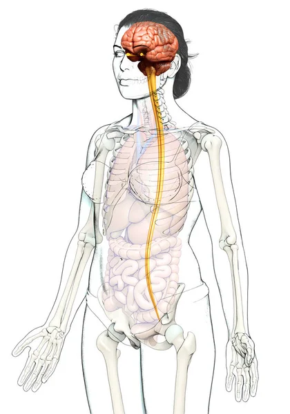 Gjorde Medicinskt Korrekt Illustration Hjärnan — Stockfoto