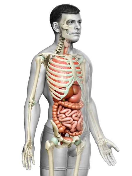 Rendered Medically Accurate Illustration Male Internal Organs Skeleton System — Stock Photo, Image