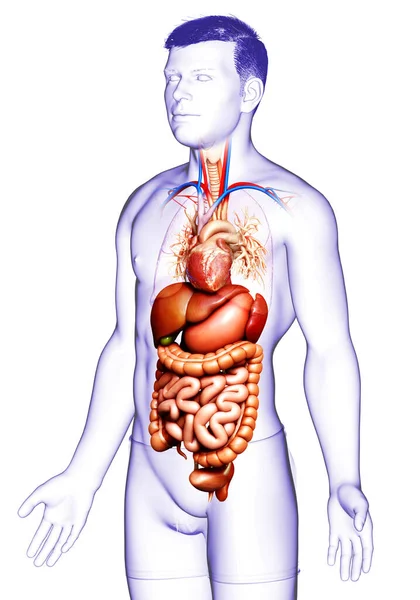 Görs Medicinskt Korrekt Illustration Manliga Matsmältningssystemet Och Hjärta — Stockfoto
