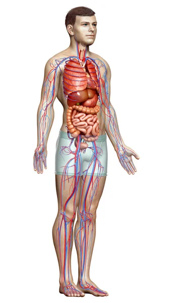 Rendu Illustration Médicalement Précise Système Circulatoire Masculin Des Organes Internes — Photo