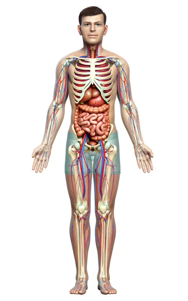 Provedená Lékařsky Přesná Ilustrace Mužských Vnitřních Orgánů Kostry Oběhového Systému — Stock fotografie